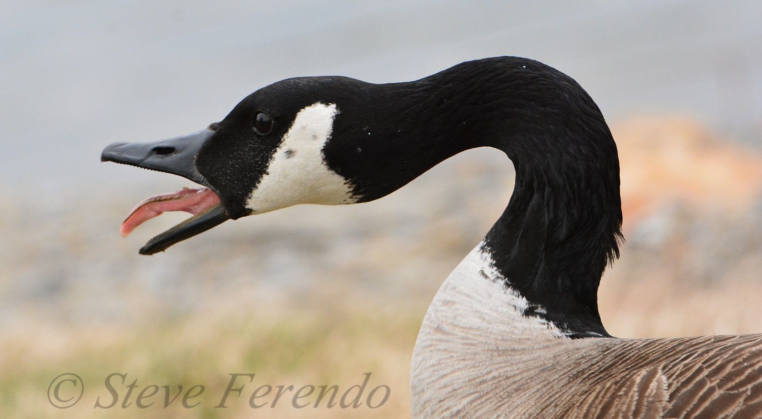 natural-world-through-my-camera-aggressive-canada-goose-gander